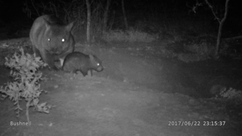 Mum and Joey wombat at RUNR