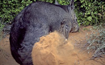 Build-a-burrow – how the Powrunna translocation project is saving the northern hairy-nosed wombat