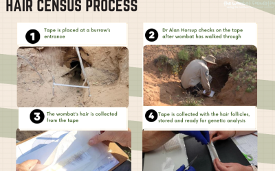 Hair census for hairy nosed wombat