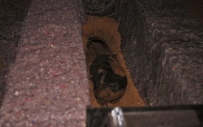 ABC News: Critically endangered northern hairy-nosed wombat now calls Powrunna State Forest home