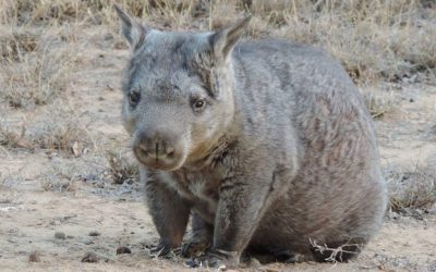 Blog Post: Hairy-Nosed Day 2020 – Dunny Wombat Chapter release